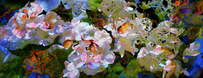 Digital Pink Roses Painting