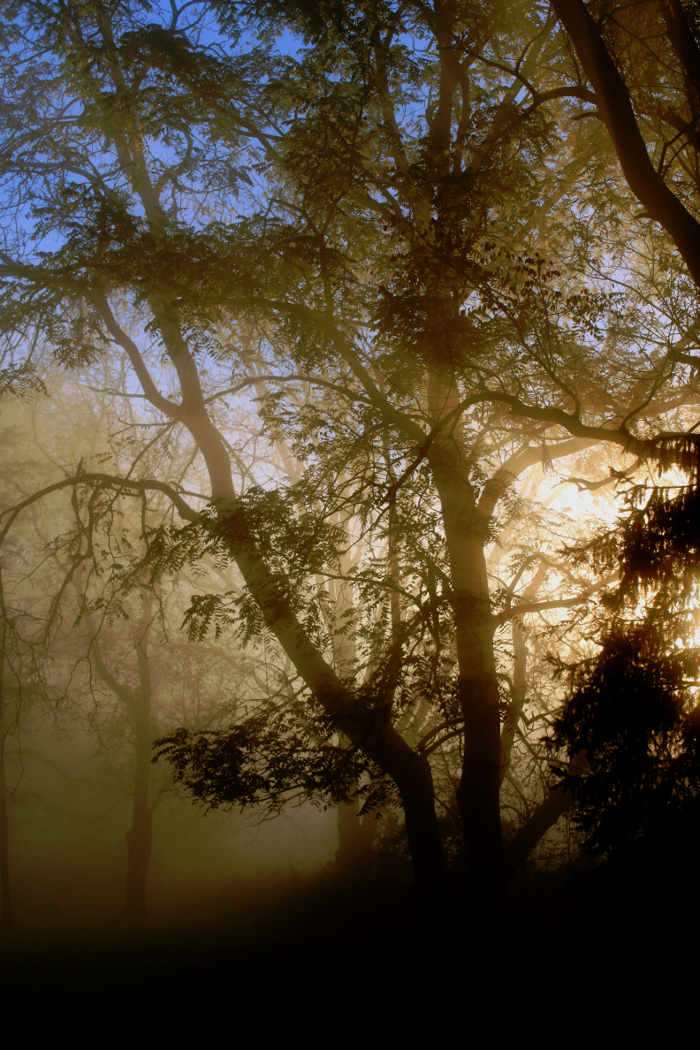 nature art photography of misty sunrise