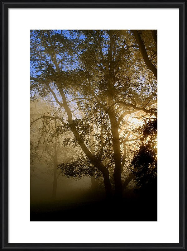 artistic photography of misty walnut grove dawn