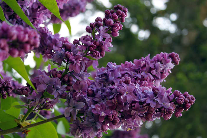 art photography of purple lilac
