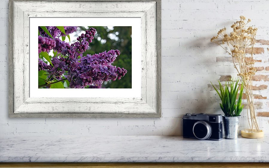lilac nature photography