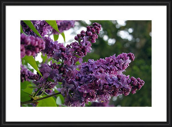 artistic nature photography of lilac