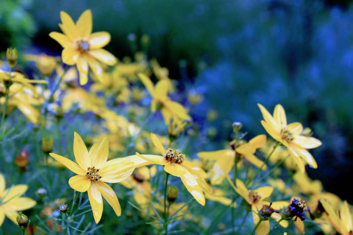 art photography of yellow daisies