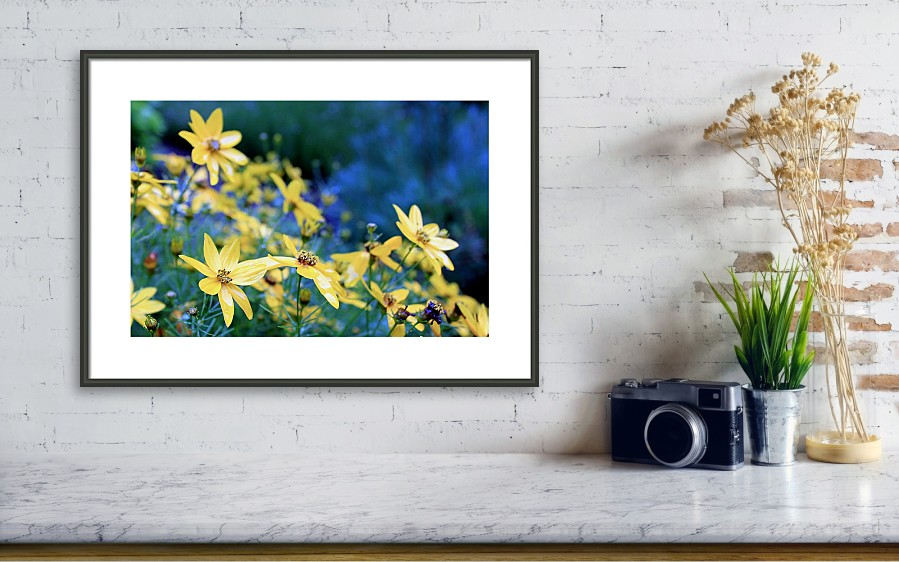 artistic photography of yellow coreopsis flowers in the garden