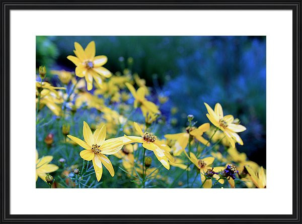 artistic photography of coreopsis moonbeam flowers in the garden