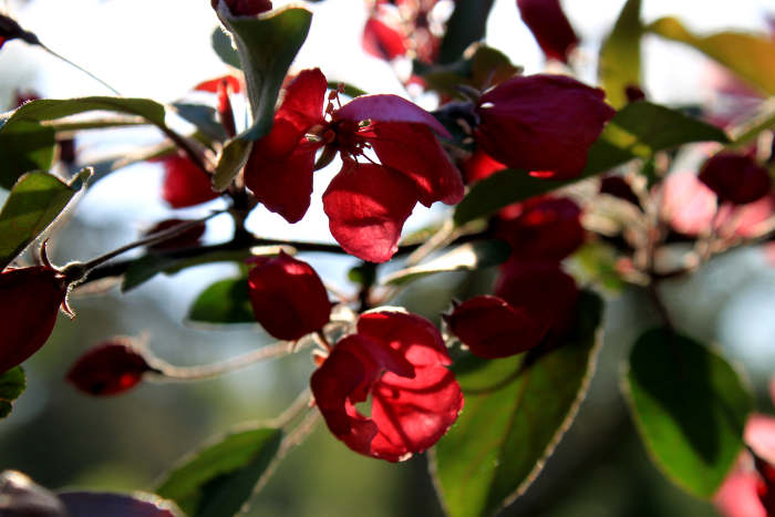 art photography of crabapple blossoms