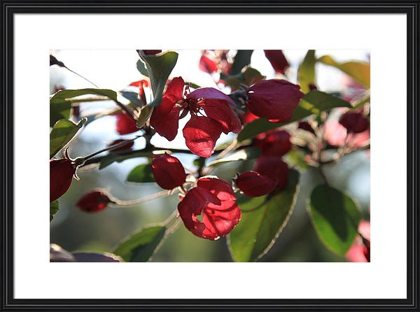 nature photography of crabapple blossoms