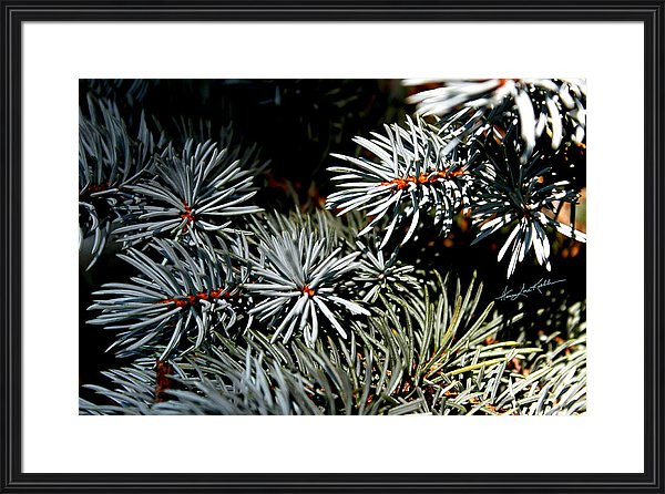 nature photography of blue spruce
