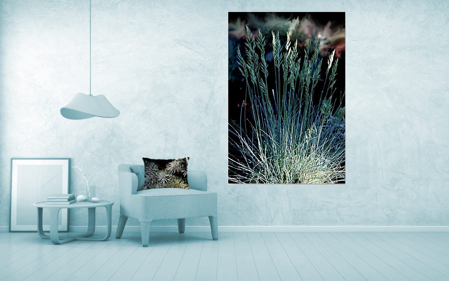 nature photography of blue fountain grass