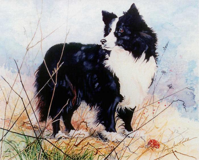 painted dog portrait of a Border Collie
