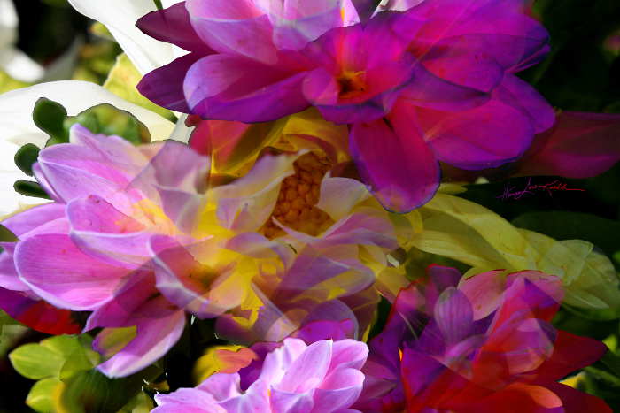 digital flower photo composition