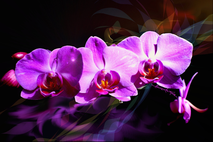 digital orchid nature painting