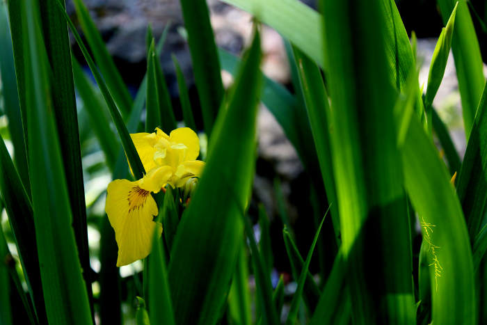 garden photography art prints