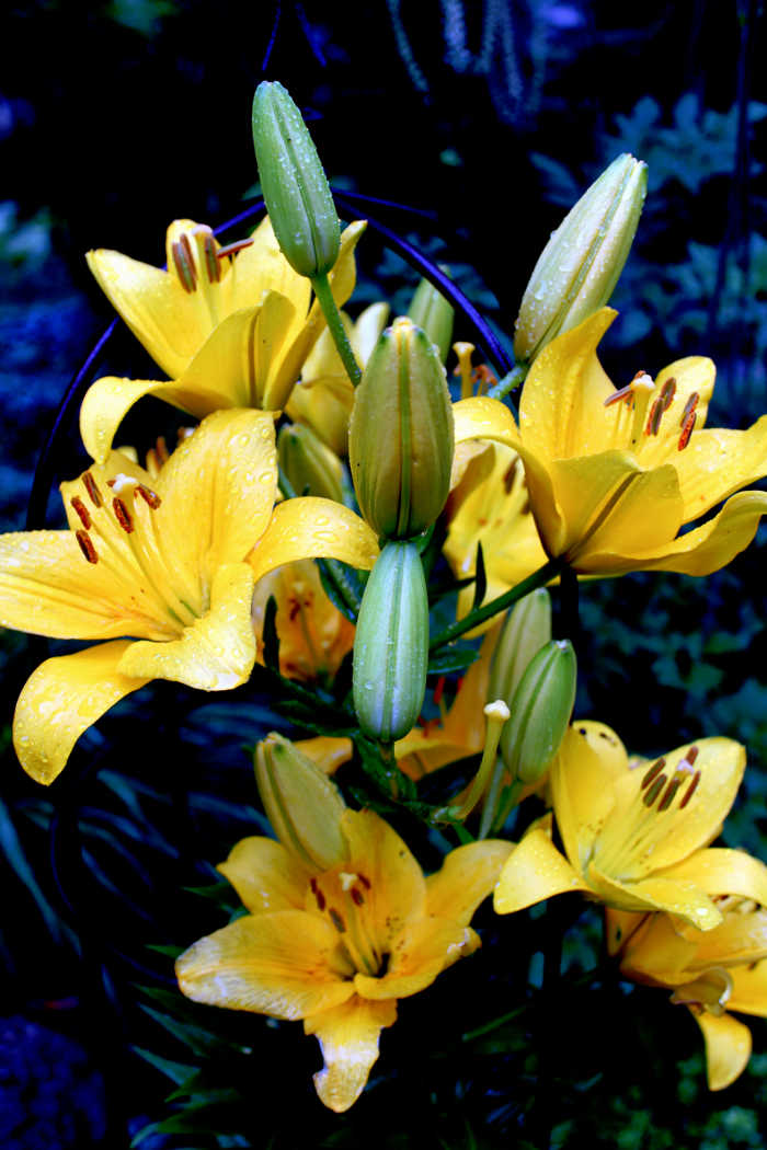 lilies flower photography art prints