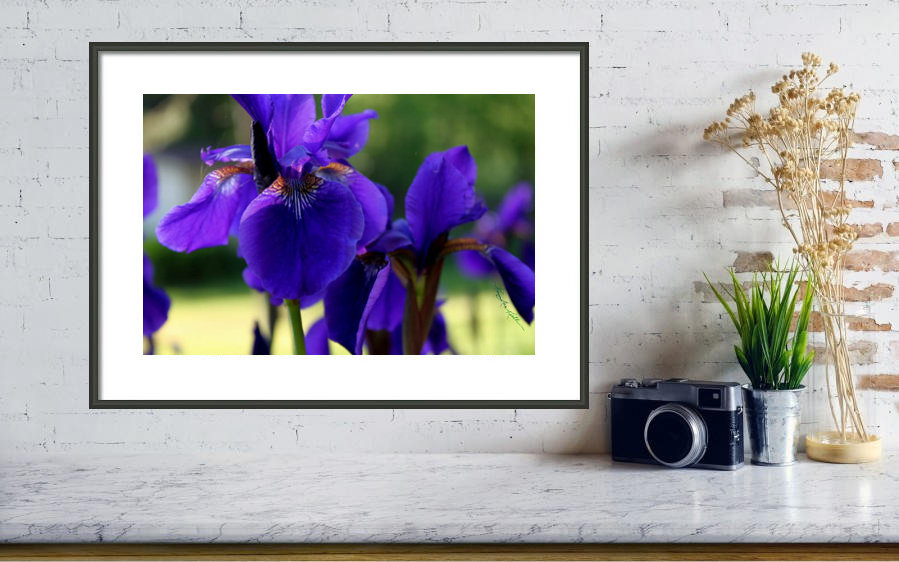 Iris Photography Art Prints