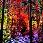 autumn woods painting