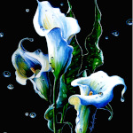 Calla Lilies In Spring Rain