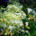 digital white flower composition