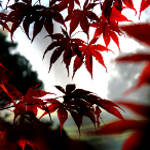 Sunlit Japanese Maple leaves on a misty morning