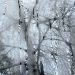 Art photo of birch tree through misty window raindrops