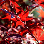 Japanese Maple leaves in autumn sunshine art photography