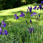 Art photo of hillside iris garden