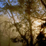 walnut grove dawn art photography