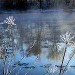 hoar frost on riverbank webs and weeds art photo