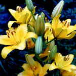 Art photo of beautiful yellow lilies in garden cage
