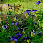 miniature pansies photo for sale