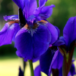 Art Photo of purple irises