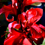Red Canna Lily Art Photo
