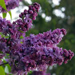 shop for lilac photo