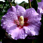 Rose Of Sharon