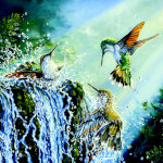 Hummingbirds Splash Party